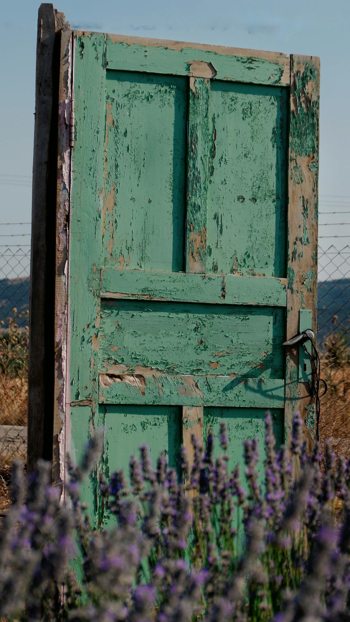 A deep-green door with peeling paint, in a field of lavender — April 2026